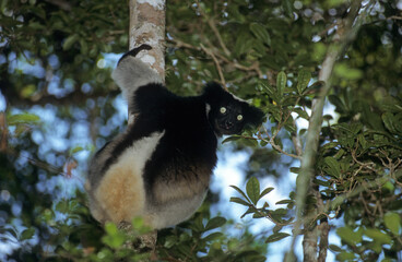 Fototapeta premium Lemur indri, Indri indri, Madagascar