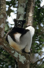 Lemur indri, Indri indri, Madagascar