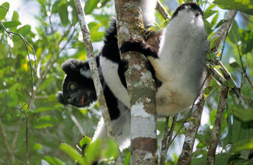 Lemur indri, Indri indri, Madagascar