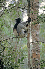 Lemur indri, Indri indri, Madagascar