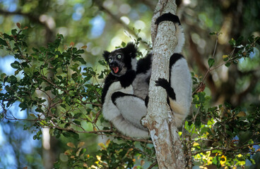 Lemur indri, Indri indri, Madagascar