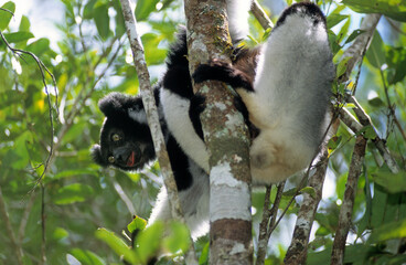 Fototapeta premium Lemur indri, Indri indri, Madagascar