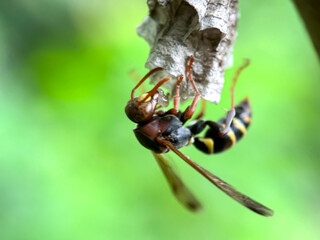 Close up of Asian paper wasps in his nest