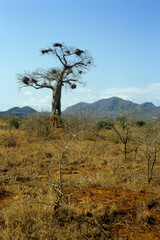 adansonia digitata, baobab mangé par des eléphant, 