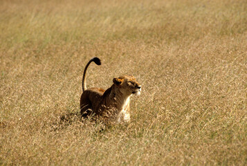 Lionne, Panthera leo, Parc national du Serengeti, Tanzanie
