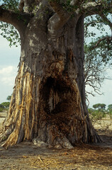 Baobab mangé par des Eléphant, Adansonia digitata, Loxodonta africana. Parc national du Tsavo,...