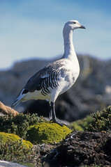 Ouette de Magellan, oie de Magellan, .Chloephaga picta, Upland Goose, Iles Falkland, Malouines
