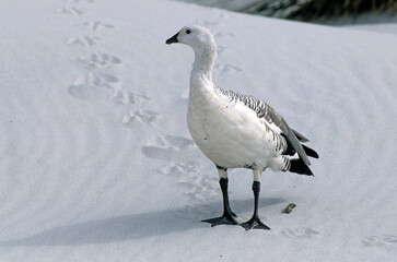 Ouette de Magellan, oie de Magellan, .Chloephaga picta, Upland Goose, Iles Falkland, Malouines