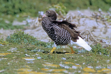 Ouette de Magellan, oie de Magellan, Bernache de Magellan, femelle ,.Chloephaga picta, Upland Goose, Iles Falkland, Malouines