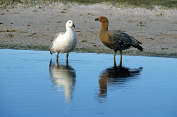 Ouette de Magellan, oie de Magellan, Bernache de Magellan, femelle , mâle, .Chloephaga picta, Upland Goose, Iles Falkland, Malouines