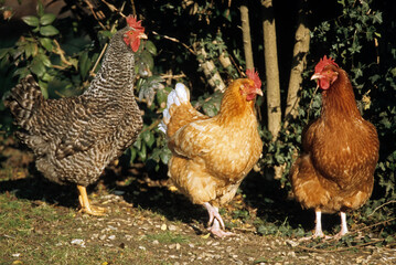 Poule, races rousse Faverolle et noire coucou de Renne