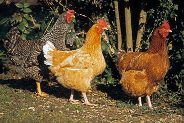 Poule, races rousse Faverolle et noire coucou de Renne
