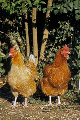Poule, race rousse Faverolle