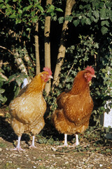Poule, race rousse Faverolle