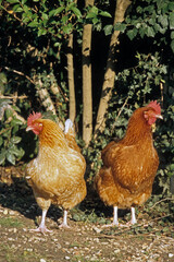 Poule, race rousse Faverolle