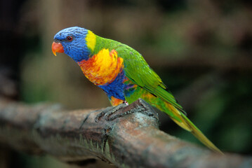 Loriquet à tête bleue,.Trichoglossus haematodus, Coconut Lorikeet