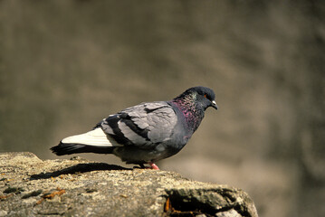Pigeon biset,.Columba livia, Rock Dove