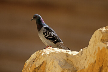 Pigeon biset,.Columba livia, Rock Dove