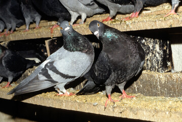 Pigeon biset,.Columba livia, Rock Dove