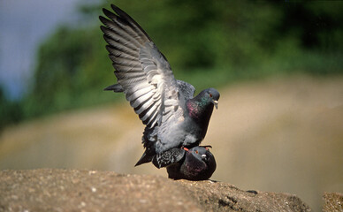 Pigeon biset, accouplement, .Columba livia, Rock Dove