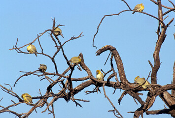 Pigeon colombar commandeur, Colombar commandeur,.Treron phoenicopterus, Yellow footed Green Pigeon
