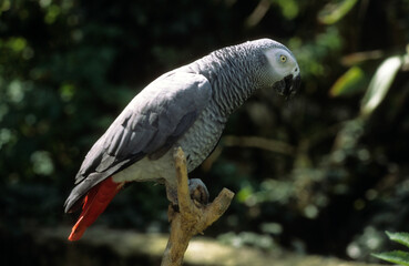 Perroquet jaco, Perroquet gris du Gabon, .Psittacus erithacus, Grey Parrot