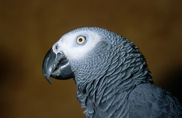 Perroquet jaco, Perroquet gris du Gabon, .Psittacus erithacus, Grey Parrot