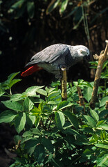 Perroquet jaco, Perroquet gris du Gabon, .Psittacus erithacus, Grey Parrot © JAG IMAGES