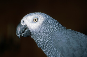 Perroquet jaco, Perroquet gris du Gabon, .Psittacus erithacus, Grey Parrot