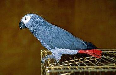 Perroquet jaco, Perroquet gris du Gabon, .Psittacus erithacus, Grey Parrot © JAG IMAGES