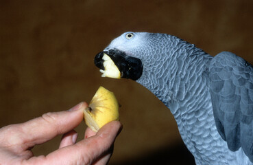 Perroquet jaco, Perroquet gris du Gabon, .Psittacus erithacus, Grey Parrot © JAG IMAGES