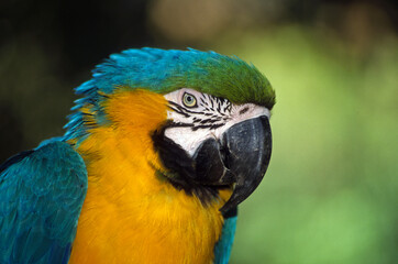 Ara bleu, Ara ararauna, Blue and yellow Macaw, Amazonie, Tambopata, Perou © JAG IMAGES