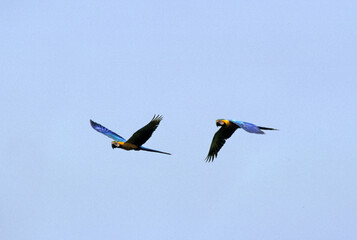 Ara bleu, Ara ararauna, Blue and yellow Macaw, Amazonie, Tambopata, Perou © JAG IMAGES