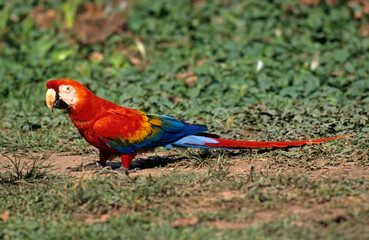 Ara rouge, Perroquet,.Ara macao, Scarlet Macaw, Amazonie, Tambopata, Perou © JAG IMAGES