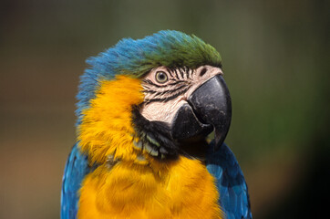 Ara bleu, Ara ararauna, Blue and yellow Macaw, Amazonie, Tambopata, Perou