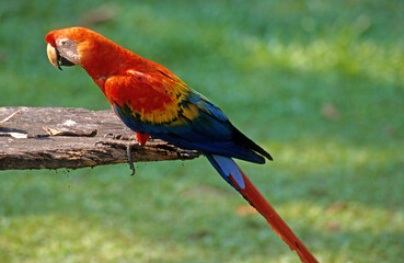 Ara rouge, Perroquet,.Ara macao, Scarlet Macaw, Amazonie, Tambopata, Perou