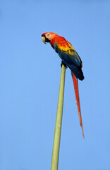 Ara rouge, Perroquet,.Ara macao, Scarlet Macaw, Amazonie, Tambopata, Perou © JAG IMAGES