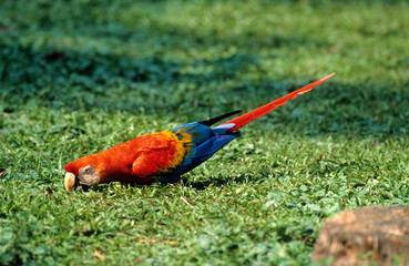 Ara rouge, Perroquet,.Ara macao, Scarlet Macaw, Amazonie, Tambopata, Perou © JAG IMAGES