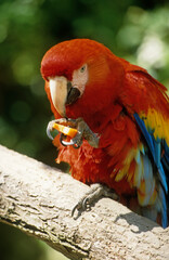 Ara rouge, Perroquet,.Ara macao, Scarlet Macaw, Amazonie, Tambopata, Perou © JAG IMAGES