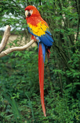 Ara rouge, Perroquet,.Ara macao, Scarlet Macaw, Amazonie, Tambopata, Perou