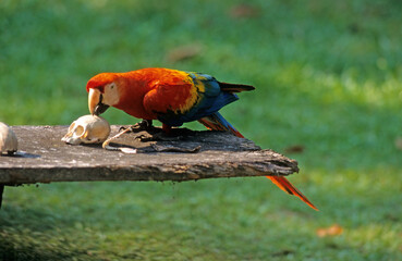 Ara rouge, Perroquet,.Ara macao, Scarlet Macaw, Amazonie, Tambopata, Perou © JAG IMAGES