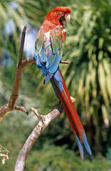 Ara rouge, Perroquet,.Ara macao, Scarlet Macaw, Amazonie, Tambopata, Perou © JAG IMAGES