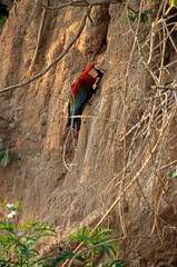 Ara chloroptère.Ara chloropterus - Red-and-green Macaw, Tambopata, Perou