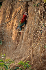 Ara chloroptère.Ara chloropterus - Red-and-green Macaw, Tambopata, Perou © JAG IMAGES