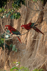 Ara chloroptère.Ara chloropterus - Red-and-green Macaw, Tambopata, Perou © JAG IMAGES