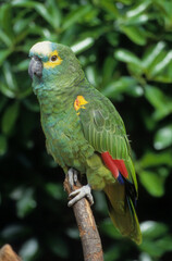 Amazone à front bleu,.Amazona aestiva, Turquoise fronted Amazon