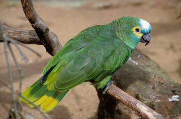 Amazone à front bleu,.Amazona aestiva, Turquoise fronted Amazon