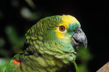 Amazone à front bleu,.Amazona aestiva, Turquoise fronted Amazon