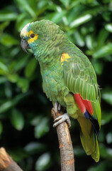 Amazone à front bleu,.Amazona aestiva, Turquoise fronted Amazon