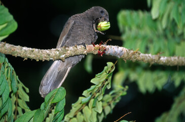 Pérroquet noir des Seychelles ,  Vasa des SeychellesSeychelles Black Parrot, Coracopsis nigra barklyi, Bilimbi, Averrhoa bilimbi, Ile Praslin, Seychelles © JAG IMAGES